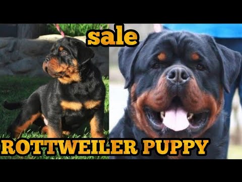 Rottweiler Puppy For Sale Youtube