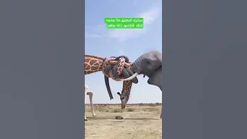 عندما يهاجم الفيل الزرافه شاهد 