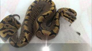 Ball Pythons 2011 Updated Profile