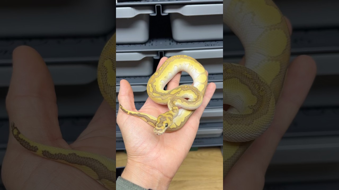 Butter Clown poss Fire #pytonkrólewski #reptiles #pythonregius #ballpython #pyton #python #animals
