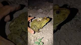 Big Frog and Froggy, Lizard show action funny boing boing | catch frogs for fun | Video funny