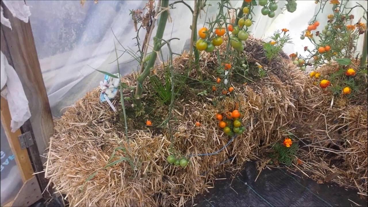 Growing Tomatoes In Straw Bales YouTube