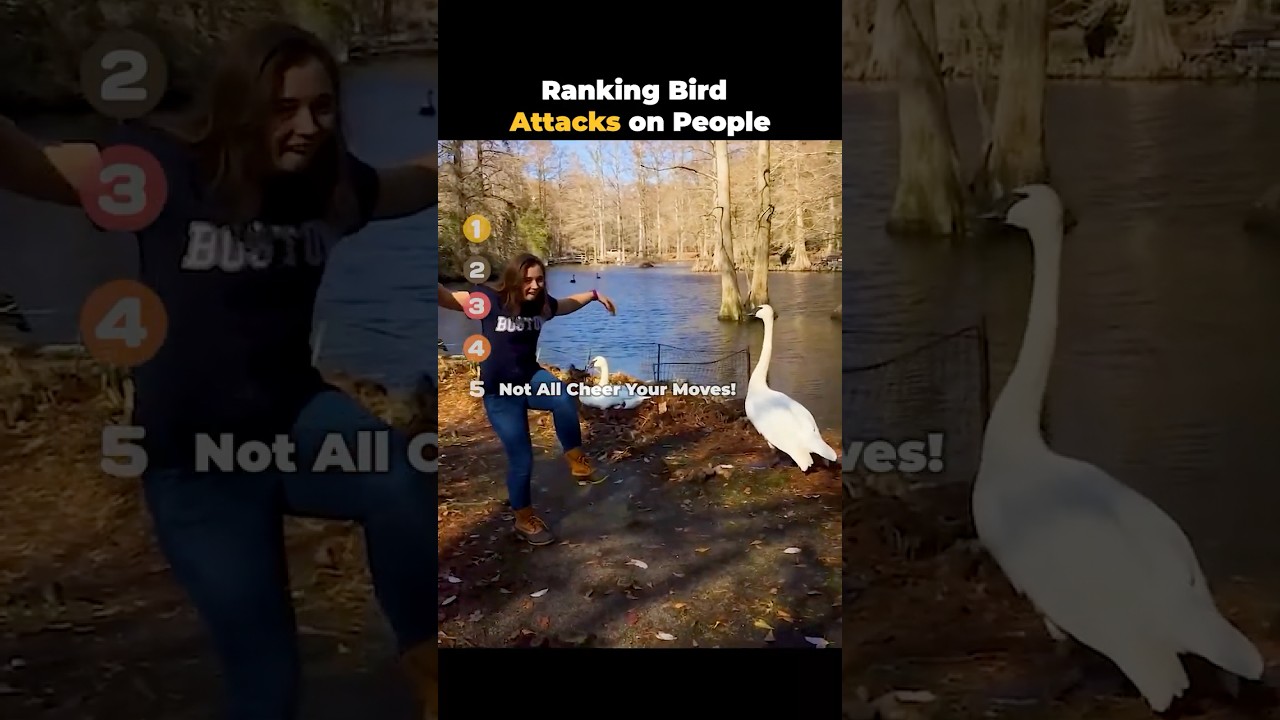 Ranking Bird Attacks on People
