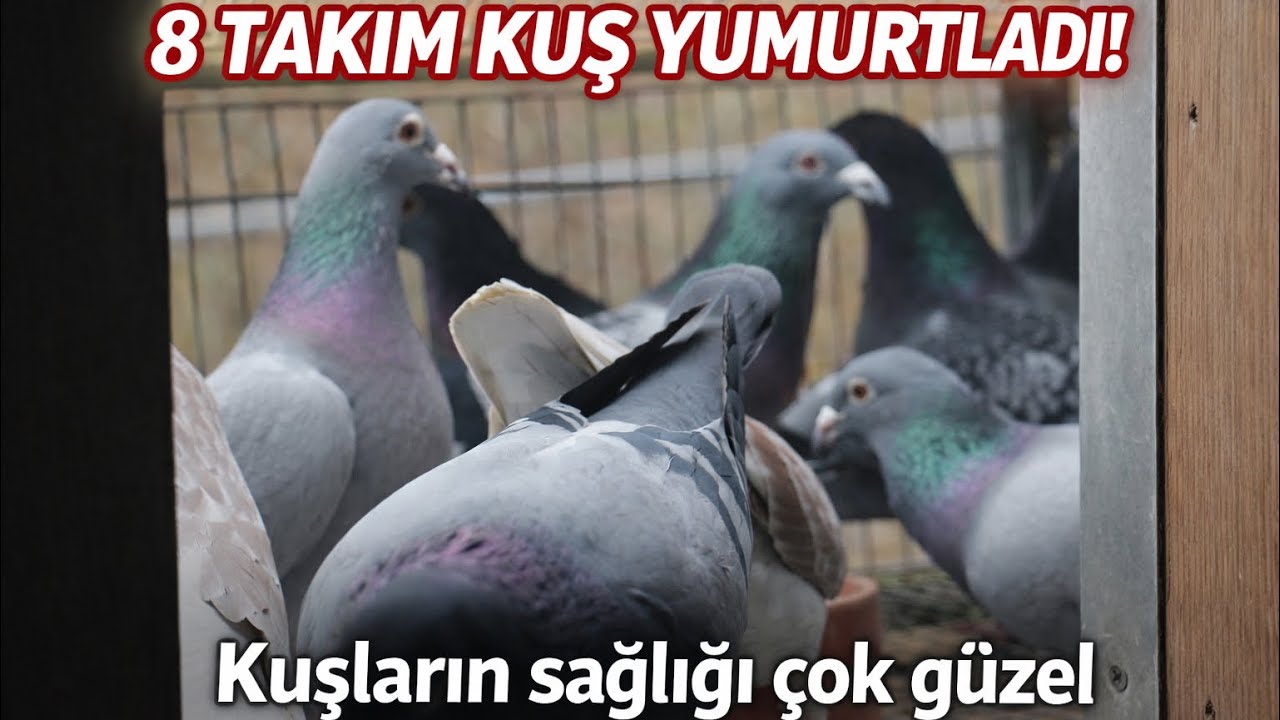 🔴 Tam 8 Takım Yumurtladı! Sağlık Durumları Süper #pigeon #fly #shorts #viral #uçuş #güvercin #birds 
