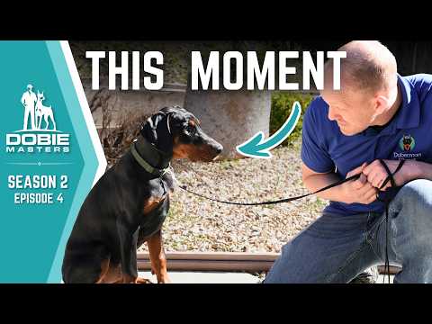 The Moment Dobermans Decide If You're In Charge | Dobie Masters - S2e4