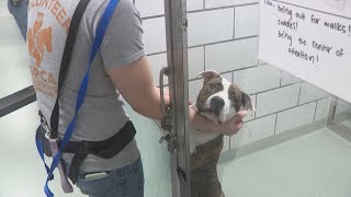 Erie county SPCA "Pets for Vets" initiative