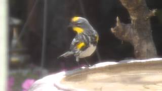 Yellow rumped warbler birds singing ...