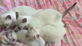 Elinga Tonkinese Cattery - grooming time by 🍀lt 🏖 145 views 4 years ago 4 minutes, 45 seconds