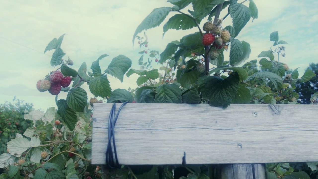 Bringebær fra Ekenes, Vestfold - MENY