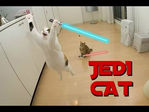 ultimate-compilation-cat-jedi---2016