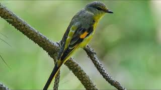 Minivet Birds -  Jenis Burung Sepah (Mantenan)