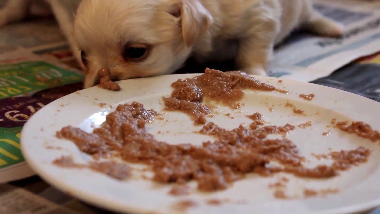 puppy mousse