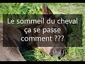 Comment dort un cheval ???