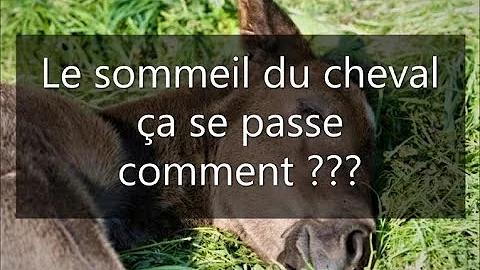 Comment dort un cheval debout ?