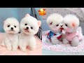 Tik Tok Chó Phốc Sóc Mini 😍 Funny and Cute Pomeranian 61