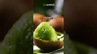 #키위나무 #키위키우기 #키위효능 #키위나무묘목 #원예 #과일나무묘목