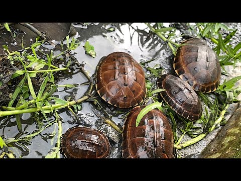 Video Rùa Và Hồ Nuôi Rùa - youtube