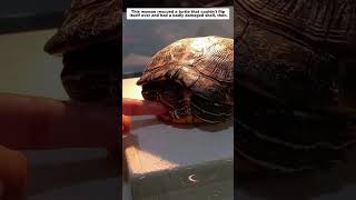 This woman rescued a turtle that couldn't flip itself over and had a badly damaged shell, then.