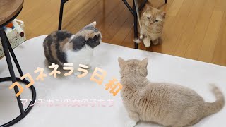 【ねこvlog】新しいオモチャで遊んだよ/なんて可愛いしぐさ/見ているだけで癒される/ララを探せ/癒しの寝姿/