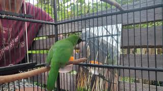 cucak ijo big emosi keluarkan isian burung elang