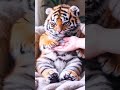 Cute Baby Tiger _ Cute Northeast Gold Gradient Fat Tiger #animals #animallover
