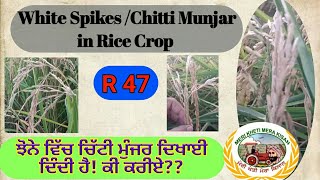 Chitti Munjar in Rice (ਝੋਨੇ ਵਿੱਚ ਚਿੱਟੀ ਮੁੰਜ਼ਰ ਨਿਕਲਣਾ)Shergill Markhai