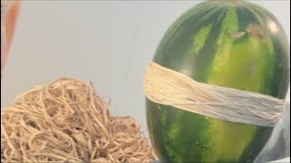 WATERMELON EXPLOSION!!!!!