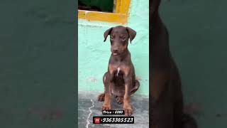 ✨Doberman female 6000 only dm soon it friends #doberman #dobermanpuppies #dobermanlove #dobermandog