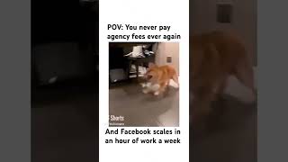 Puppy did the Facebook Ads MBA Program… you should to ☺️🙂😎