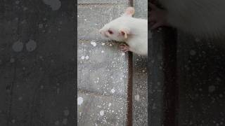 rat #ytshorts #petshub #monkey #animals #pets #animalfriends #wildlife #yt #ytshortsindia