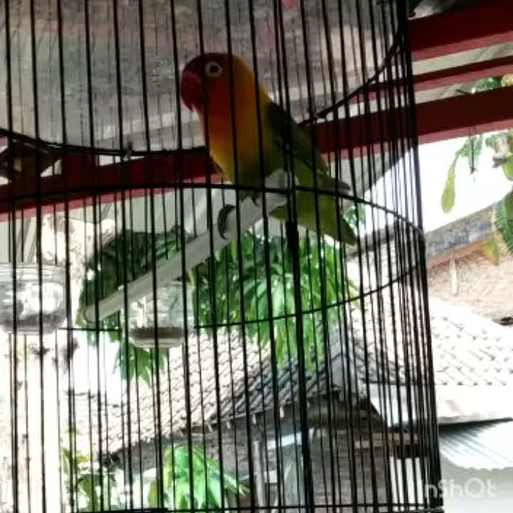 Lovebird ngekek cililin nyambung kuntilanak