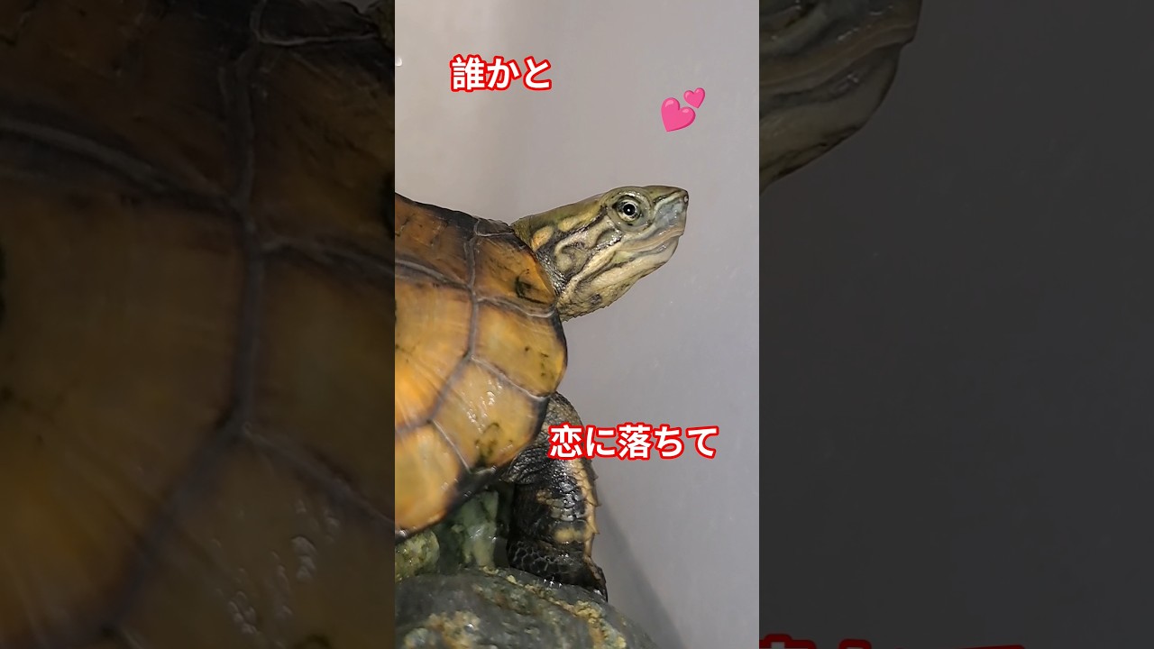恋してケガする亀🐢#short#亀#ウンキュウ#かめ#ペット#可愛い#流行る#バズる#ウケる#面白い#ショート #ショート動画 #turtle #爬虫類#すごい #爆笑#ケガ#恋#楽しい#走る