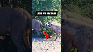 Hungry Hyenas Tried to Steal a Lion's Buffalo Kill! | Wildlife Documentary #Shorts #mohanwildlife