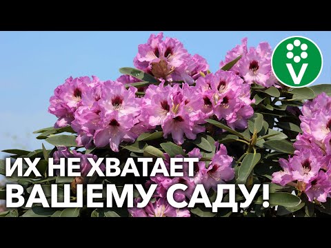 Видео: Рододендрон жълт