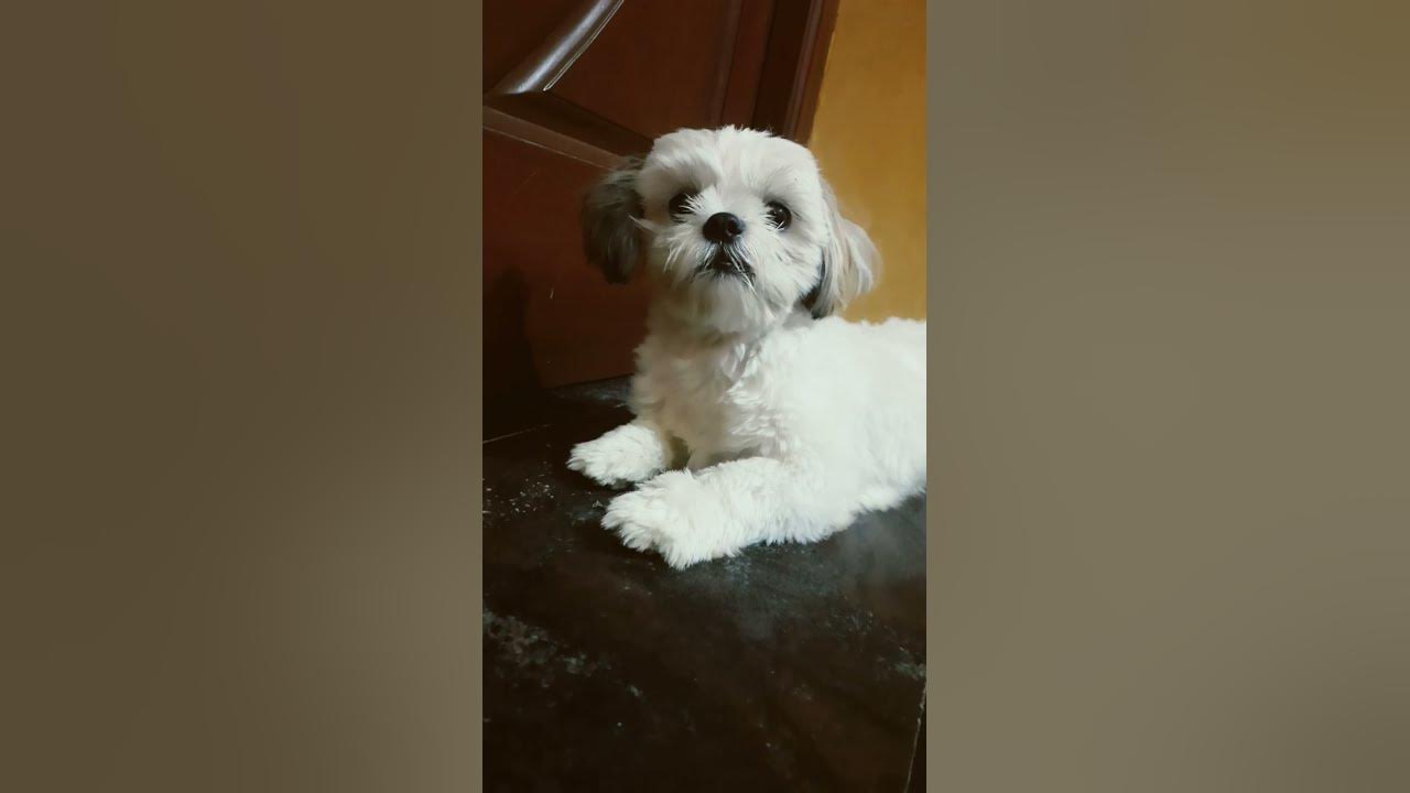 our gold 💛 - YouTube