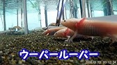 ウーパールーパー 成長 Axolotl Youtube