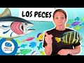 Conociendo a los Peces y su Entorno