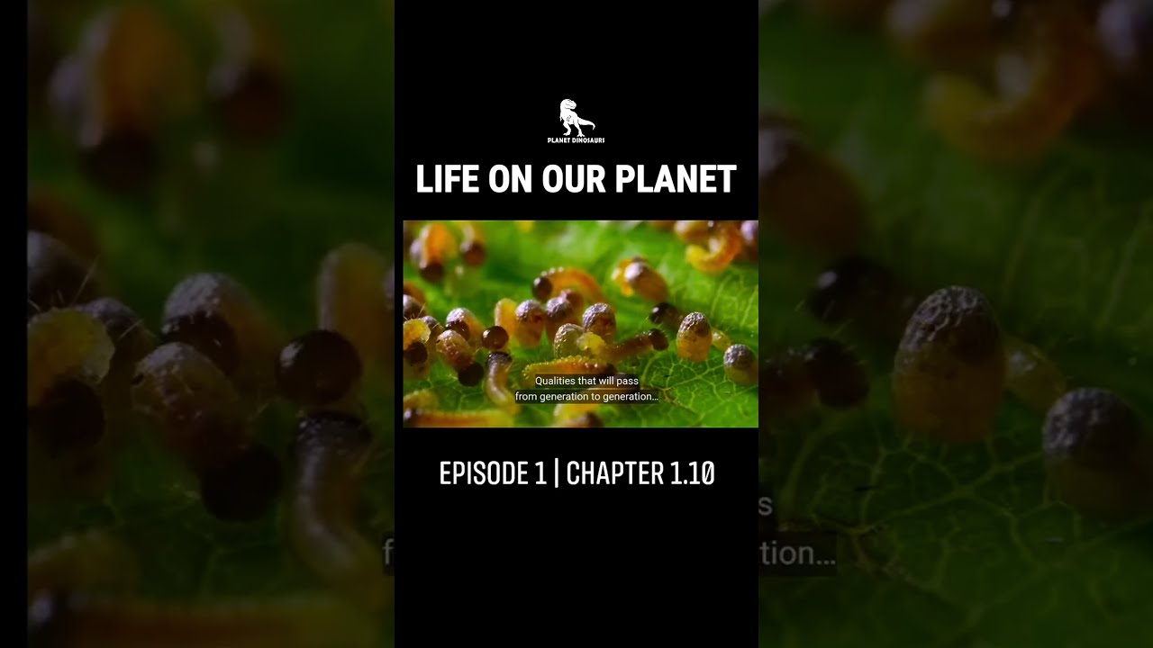 Life On Our Planet Episode 1 Chapter 1 10 dinosaur prehistoric Life On Our Planet Episode 1 Chapter 1 10 dinosaur prehistoric