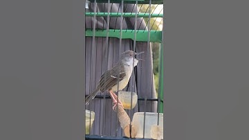 CIBLEK KRISTAL NGBREN VARIASI 6 ISIAN #ciblekkristal #ciblekbren