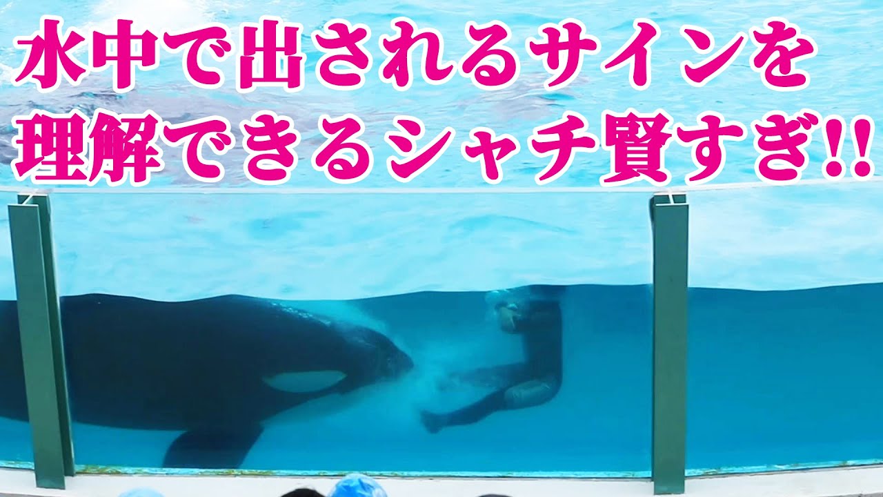 水中で組んだ腕を見てサインを理解するシャチって賢すぎ!! 鴨川シー