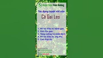 Những tác dụng tuyệt vời của cây cà gai leo có thể bạn chưa biết | Dược Liệu Tâm Đường #shorts