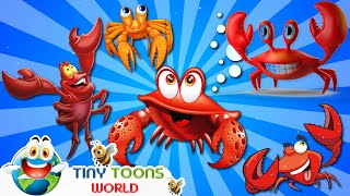 Five Little Crabs | Kids Songs and Nursery Rhymes