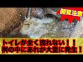トイレが全く流れない！！原因は桝の中に根っこが！！