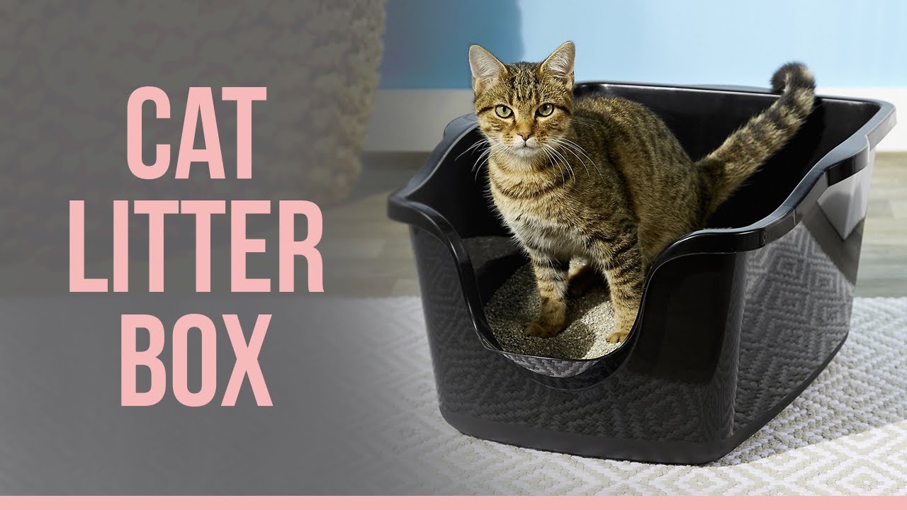 5 Best Cat Litter Boxes | Top Cat Litter Box