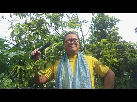 CCR - Have You Ever Seen The Rain (cover by J. Ang / Dr. Jones)