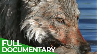 White Wolf  Life & Death of the Hayden Valley Pack | Part 1 | Free Documentary Nature