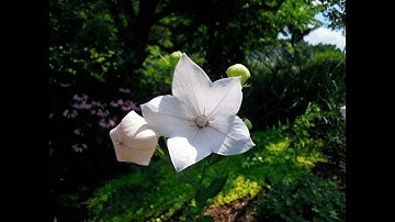 Tribute to Taylor Swift - Love Story - Dallas String Quartet