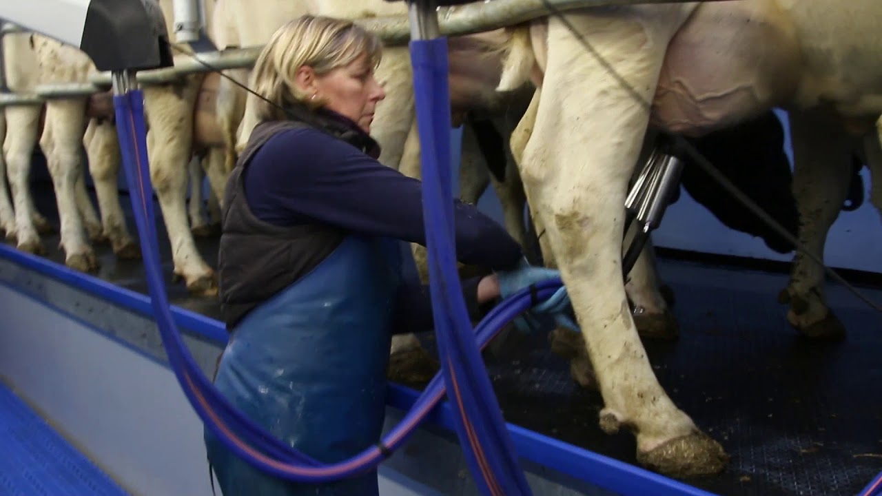 Film ML3100 Meyer Milking 1