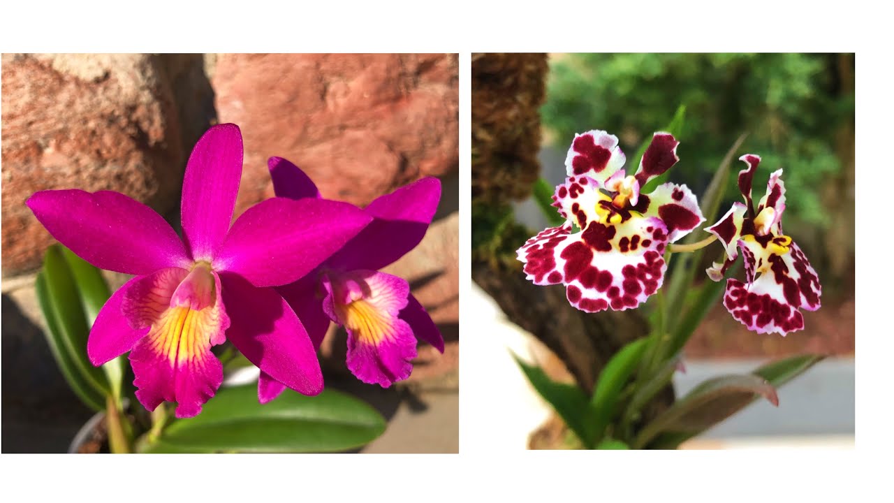 ЦВЕТЕНИЕ миниатюрной Cattleya Chain-Tzy Guiding'Chain-Tzy Red Top' и Толумнии!