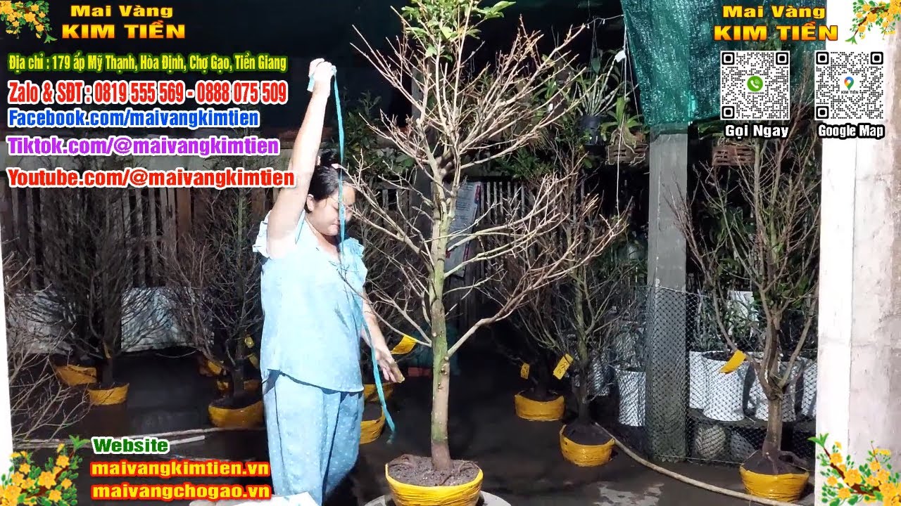 Phôi Mai Thủ Đức Giá Rẻ Bao Ship Bao Sống Toàn Quốc - Mai Vàng Kim Tiền Chợ Gạo